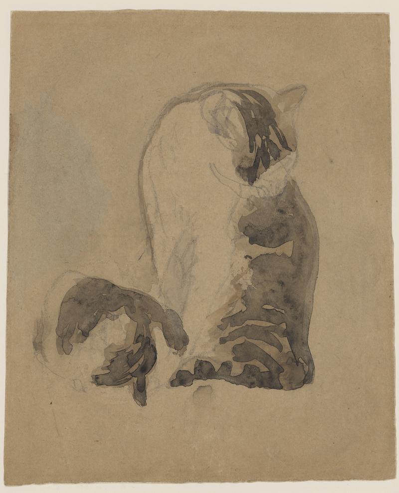 Two tortoiseshell cats