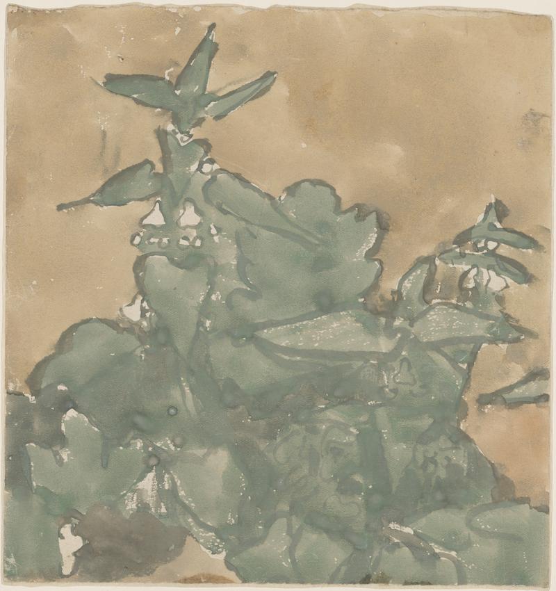 Plants