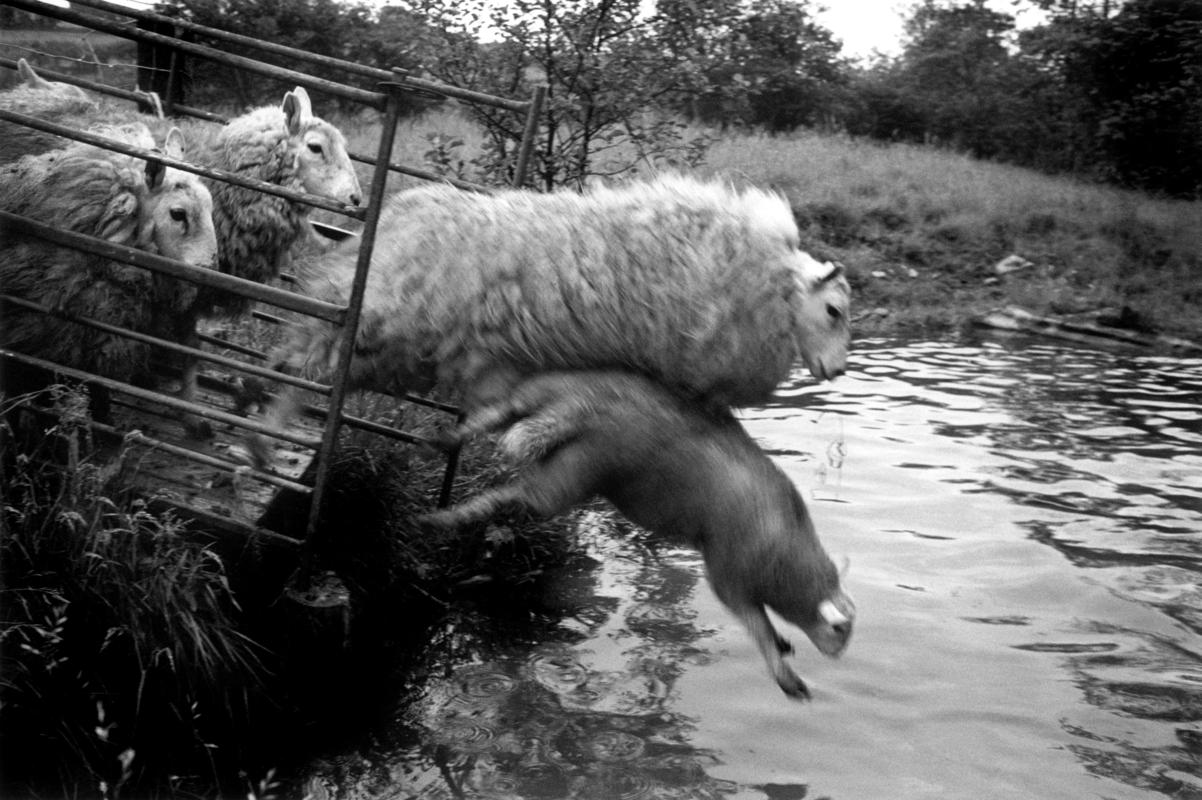 GB. WALES. Upper Chapel sheep washing. 1973