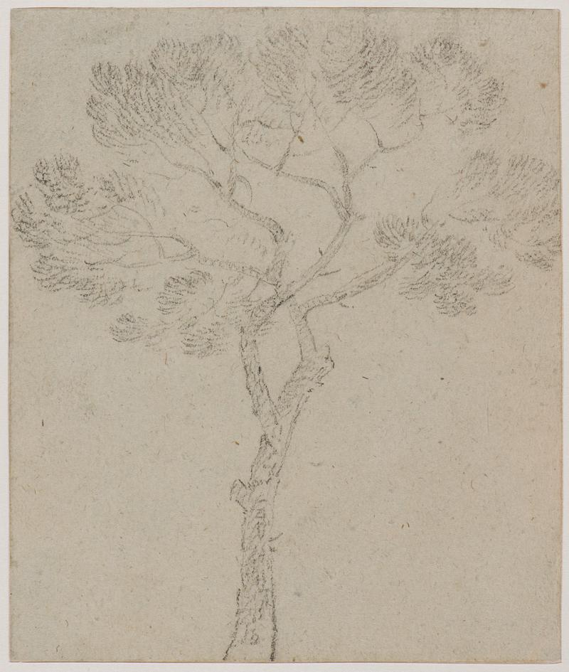 Study of a tree