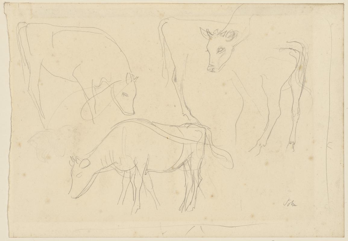 Sketches of Cows