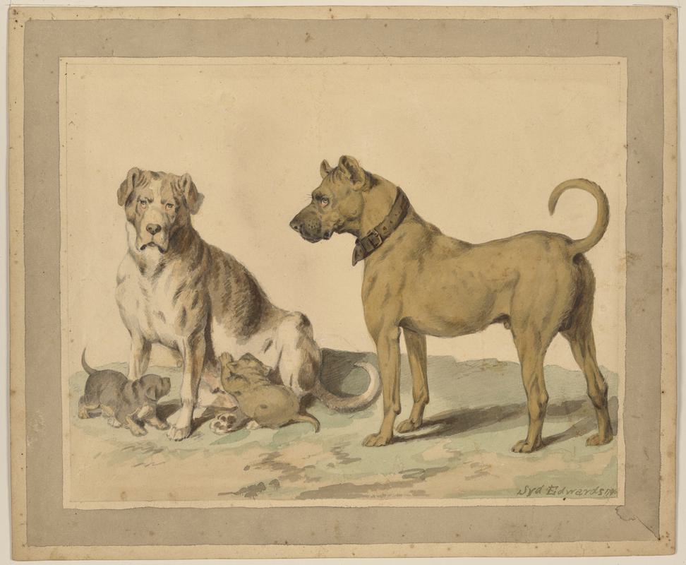 Mastiffs