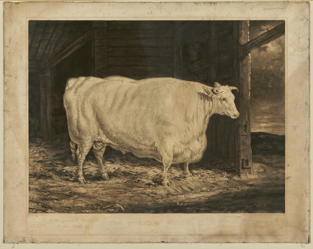 The Durham White Ox