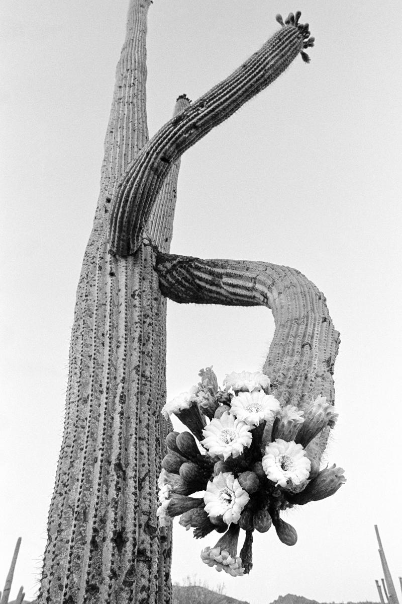 USA. ARIZONA. Saguaro cactus is a native of the Sonoran Desert, they can grow to over 20 meters tall. The flowers are comparatively rare to see. 1980.