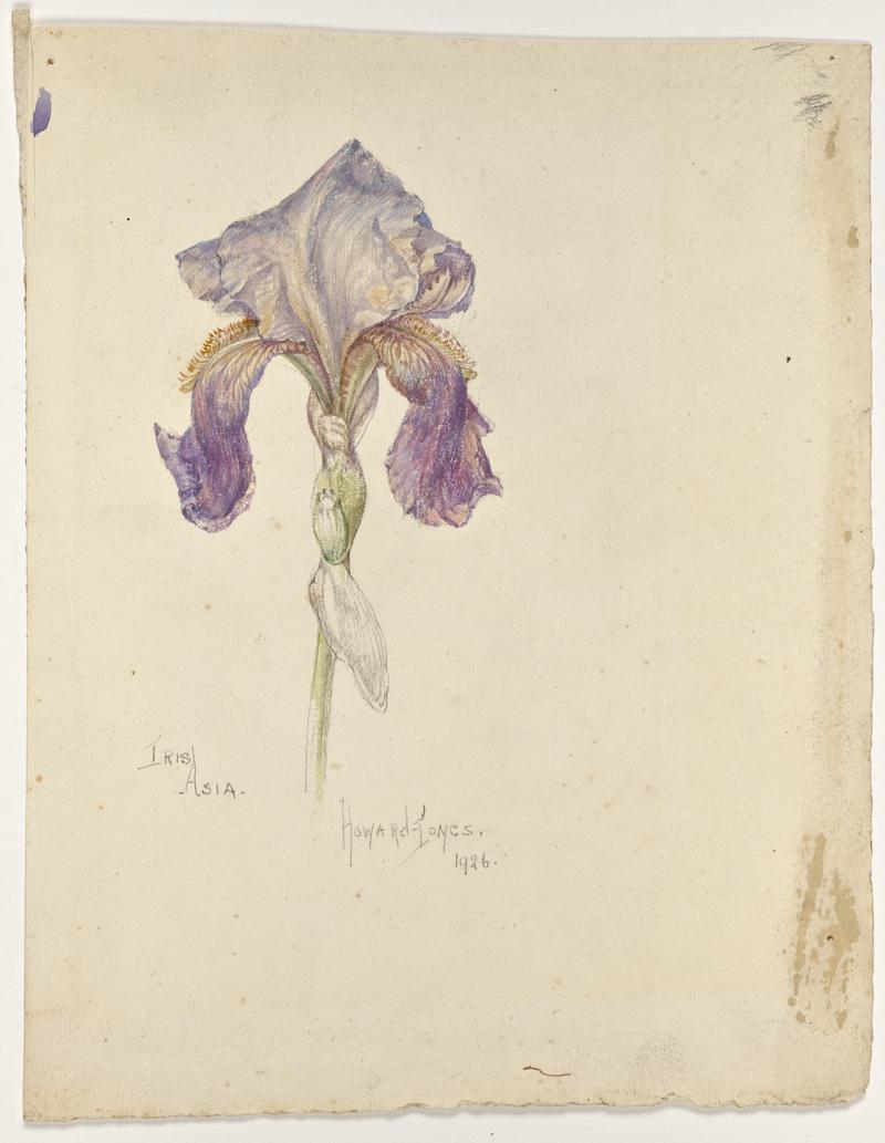 Iris, Asia