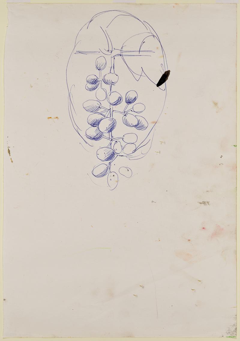Sketch of Bunch of Grapes