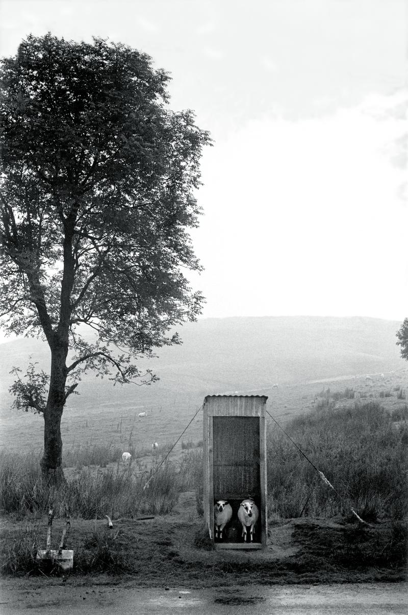 GB. WALES. Mynydd Eppynt. The military artillery range. Sheep shelter from the rain. 1973.