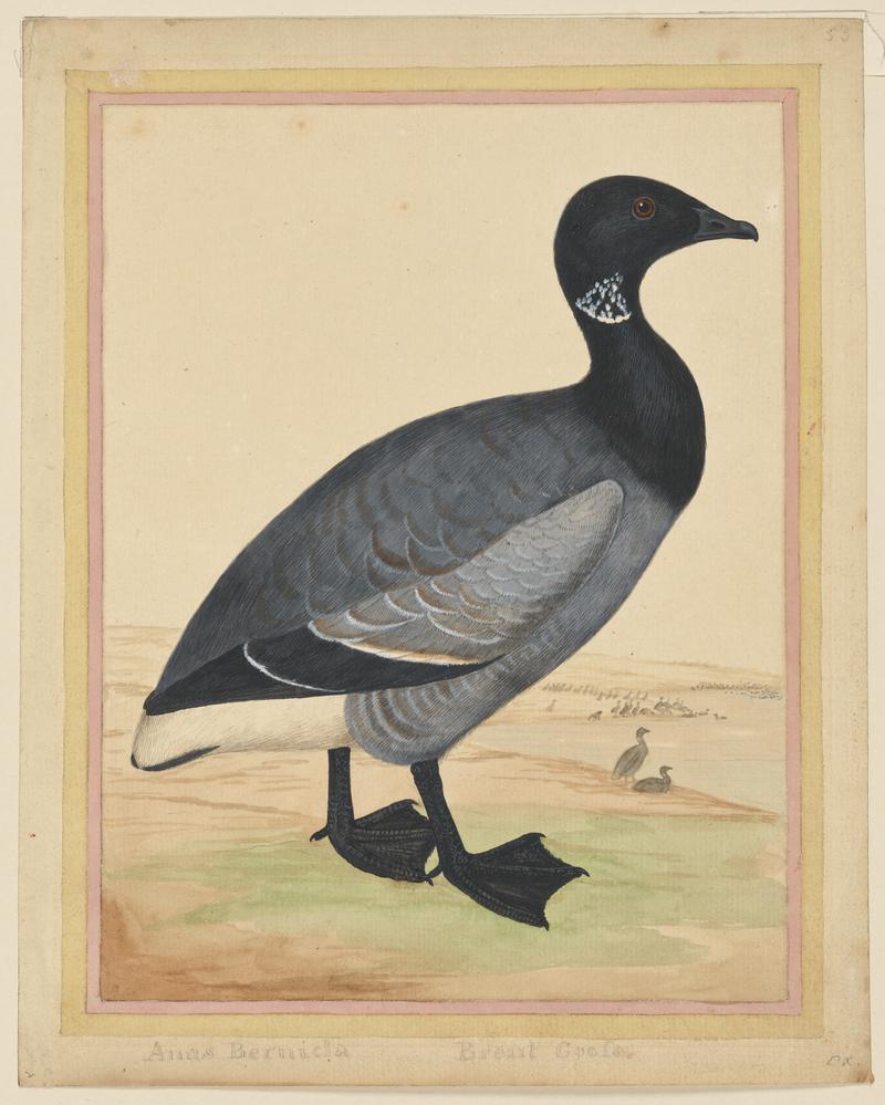 Brent Goose