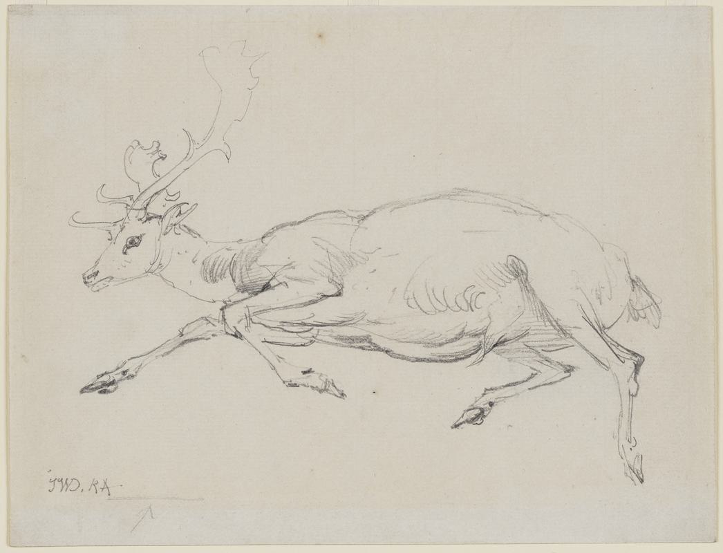 Stag Lying Down