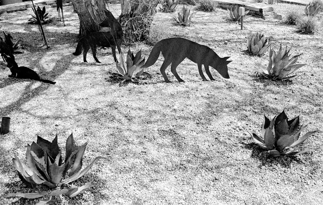 USA. ARIZONA. Scotsdale. Jackel sculpture in Desert Botanical park. 2002.