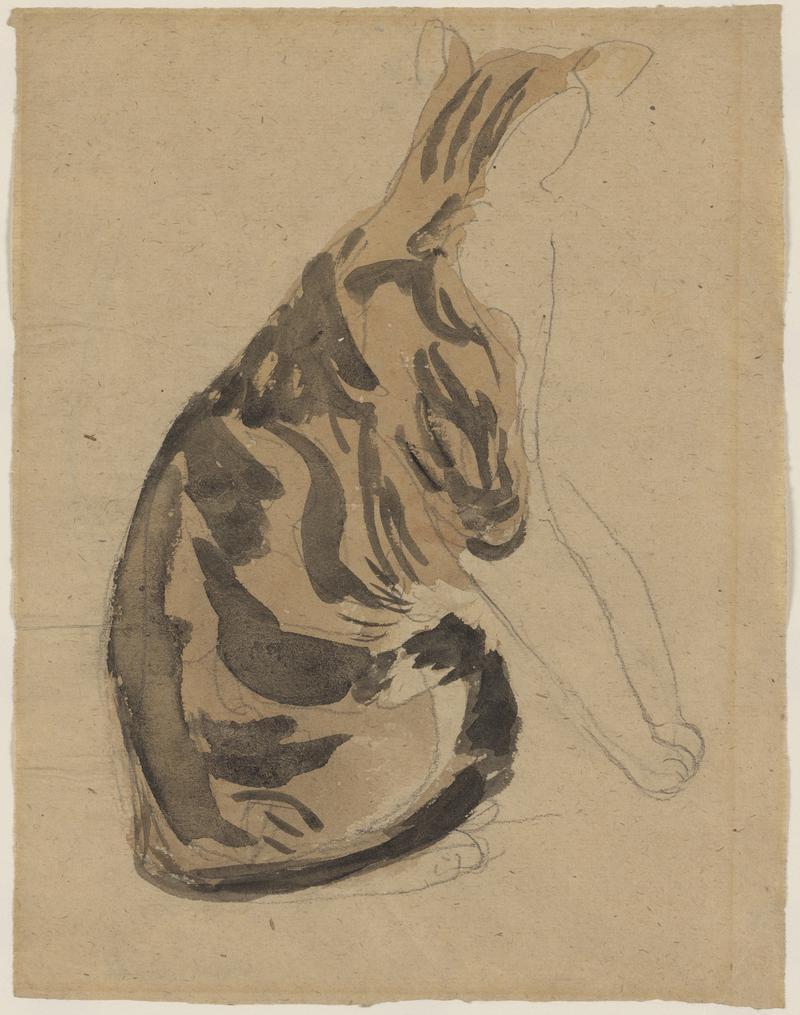 Tortoiseshell cat