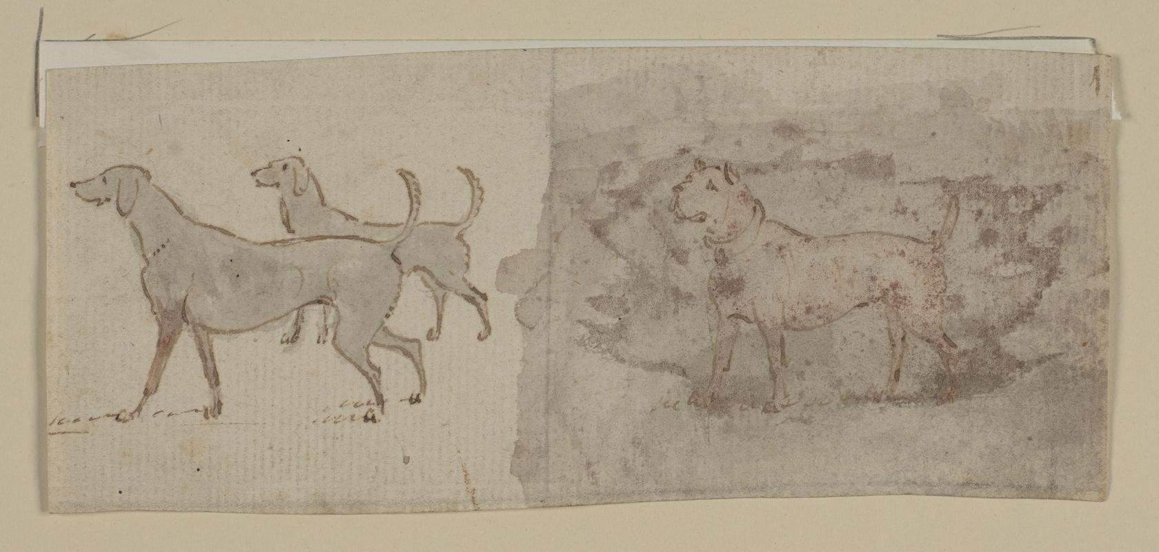 Sketches of Dogs