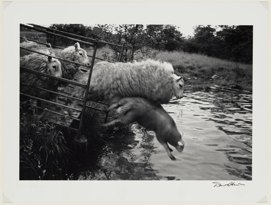 Penrhiw, Sheep Washing