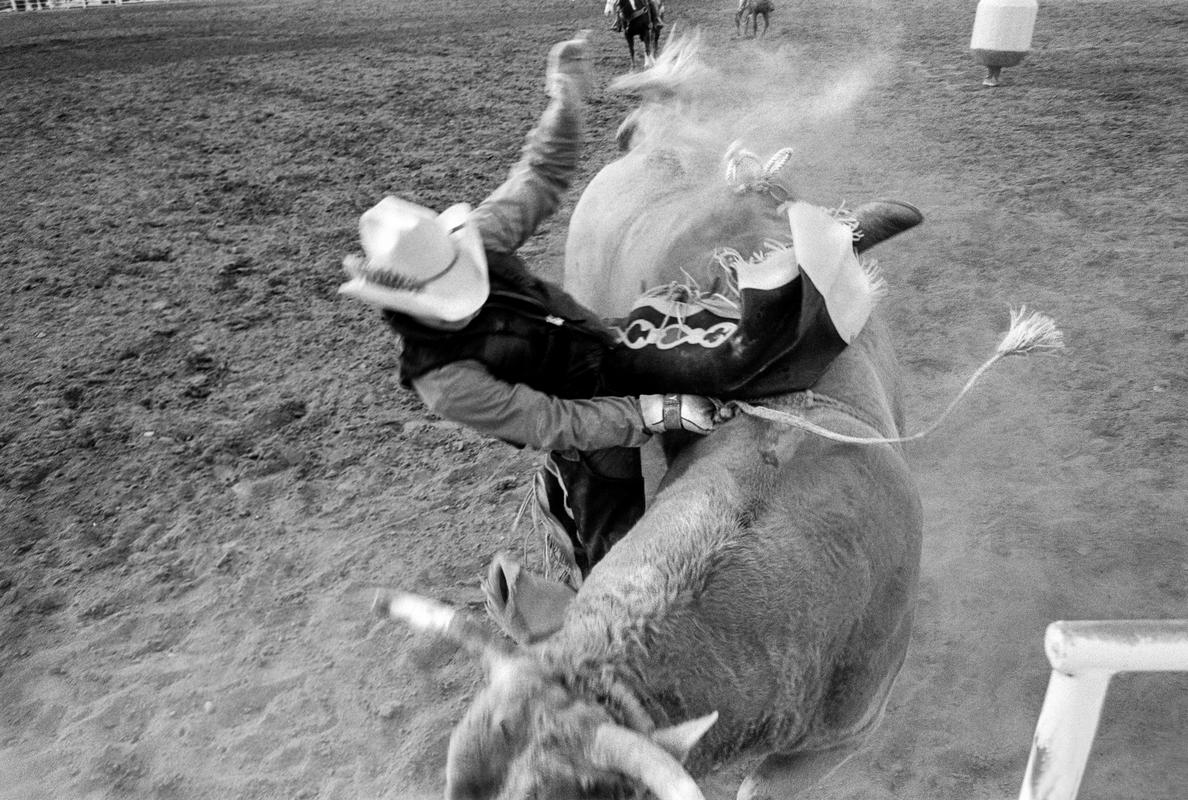 USA. ARIZONA. Buckeye Senior Rodeo, man tossed from bull. Only a broken rib. 2002