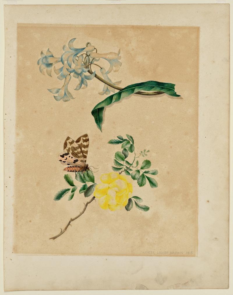 Botanical Drawing