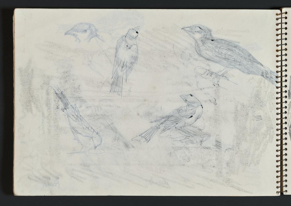 Sketchbook: Martin's Haven, Grassholm, Skomer, Greenslade, St Justinian, Renney Slip, Skokholm Rocks, Bara the Sparrow
