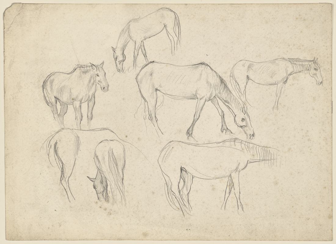 Sketches of Horses