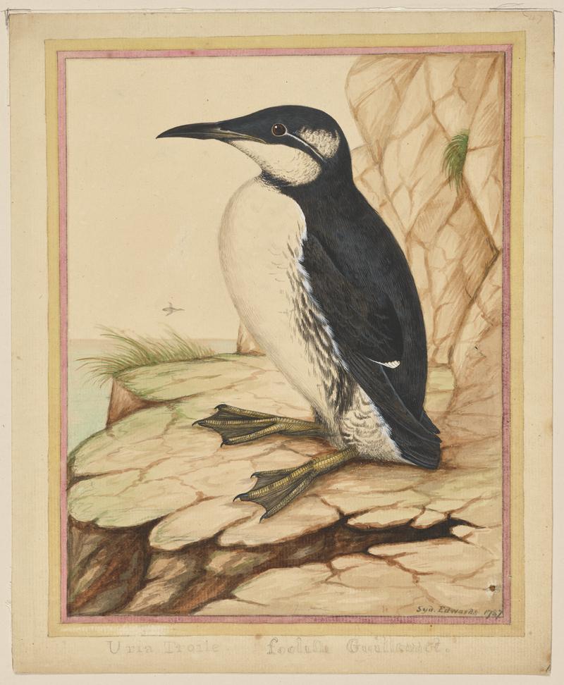 The Common Guillemot