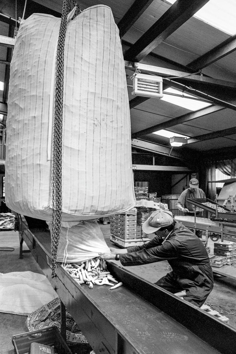 GB. WALES. Lampeter. Organic foods distrobution. Sorting carrots. 1996.