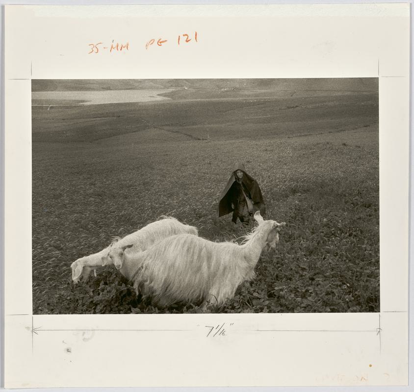 Young shepard boy playing with his goats. Sicily, Italy