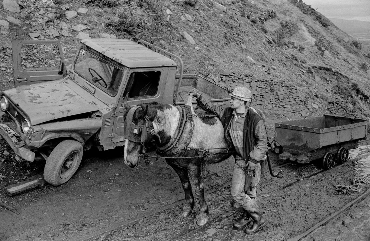 GB. WALES. Neath Valley, Black Mountain Coal. Pit ponies each have an individual handler who is responsible for its health, welfare and cleanliness.  Ponies are not underground for long periods.  Simply the time it takes to get to the coal face and bring coal out to the surface.  A distance of about a mile. 1993.