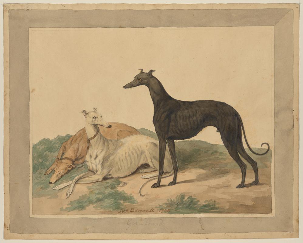 Greyhounds