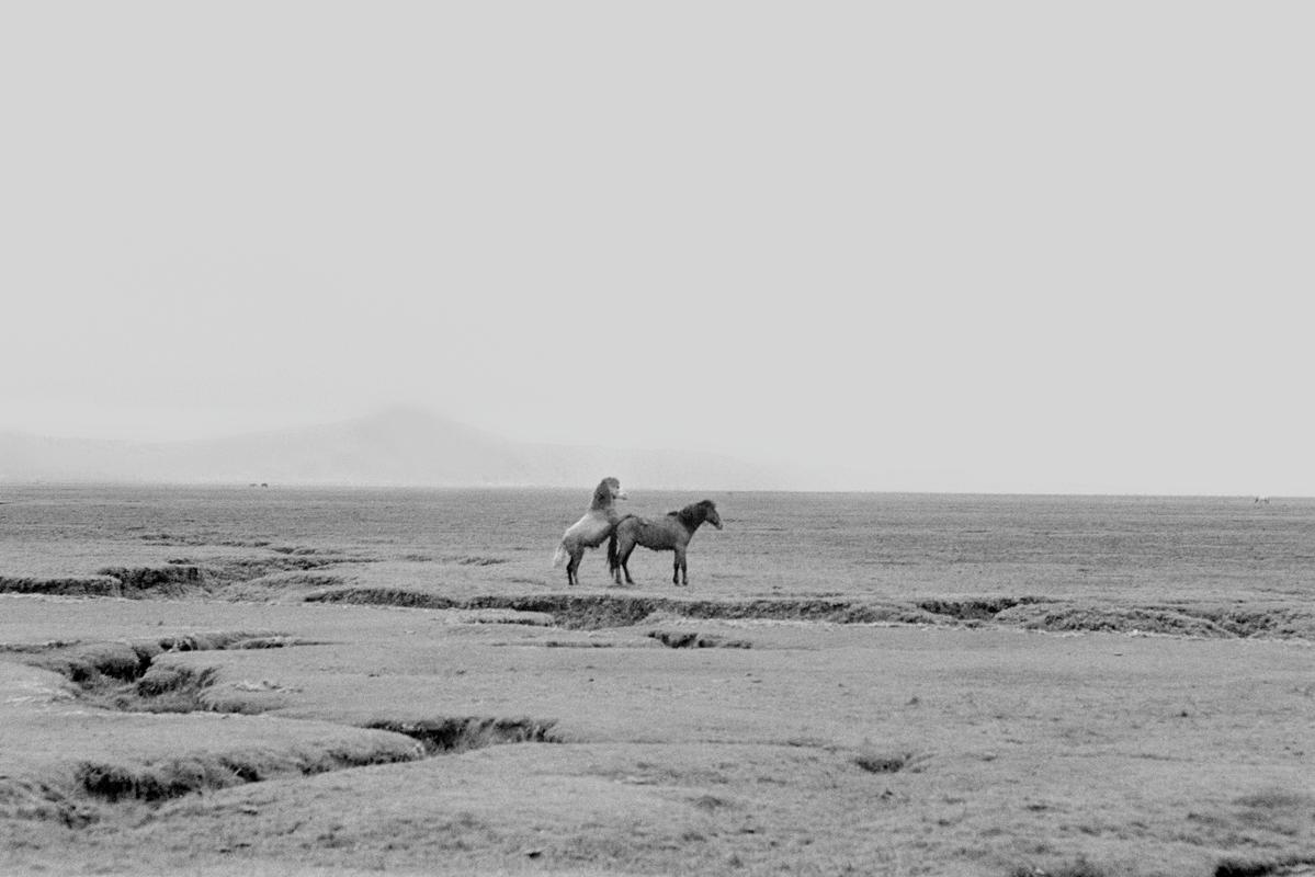 GB. WALES. Crofty. Wild horses. 1974.