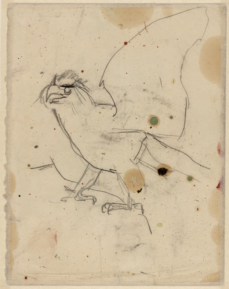 Study of an eagle