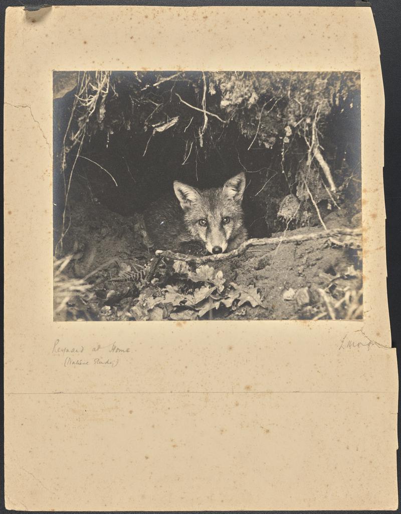 Young Cuckoo and Foster Parent 1920