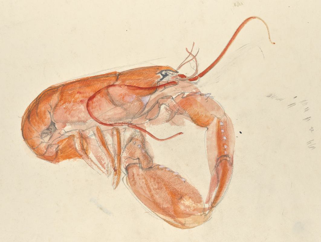 Lobster