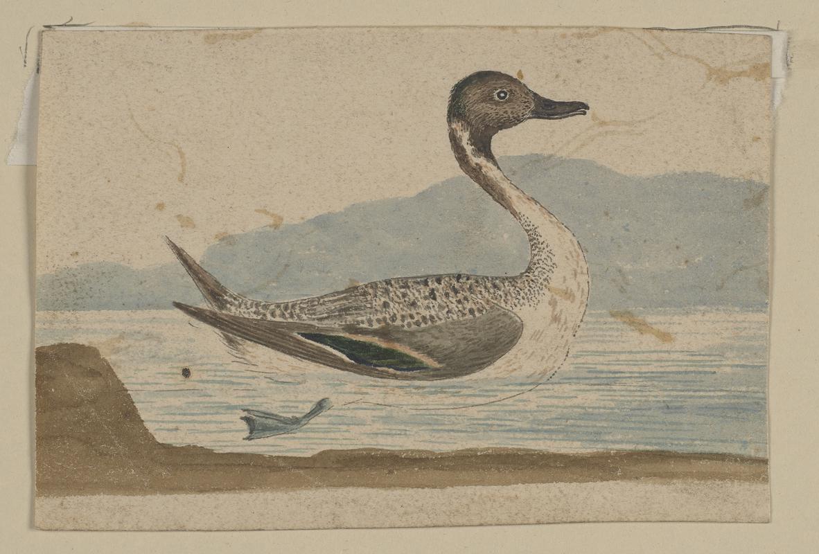 Mallard Drake