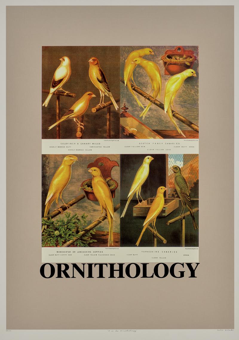 O is for Ornithology