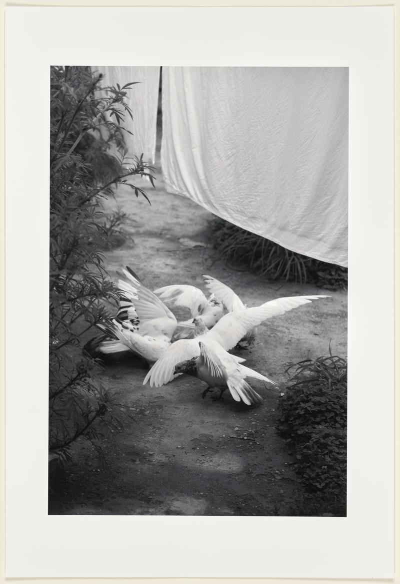 Whites doves feed at a house on the Hindustan Tibet Road