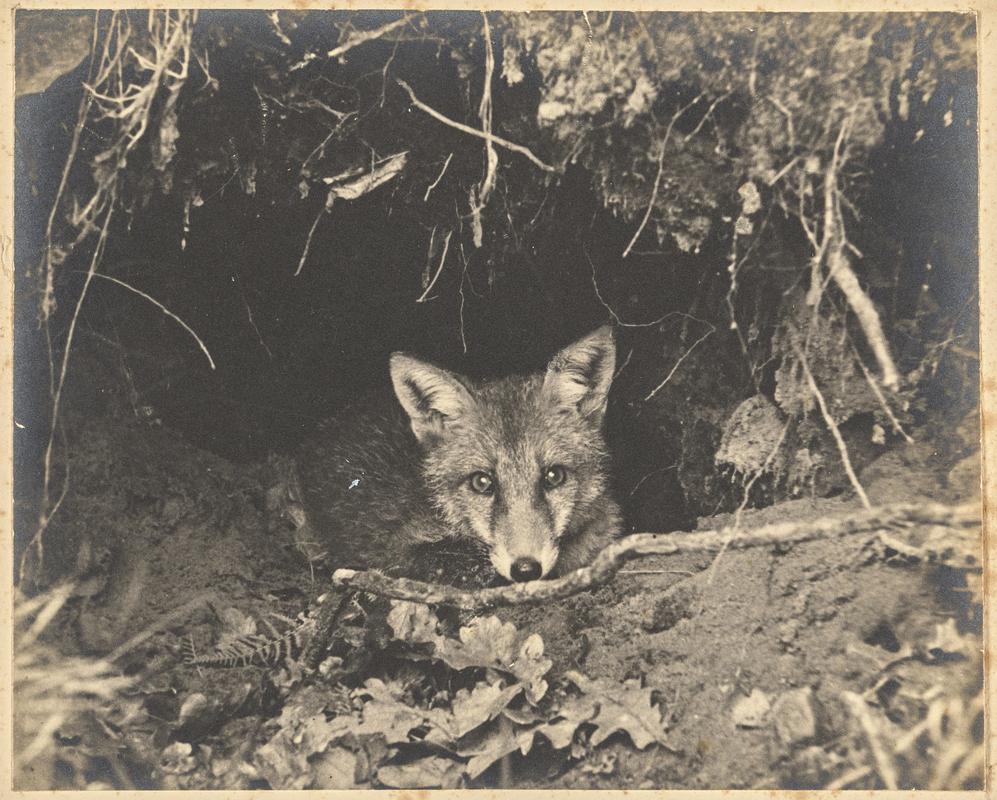 Young Cuckoo and Foster Parent 1920