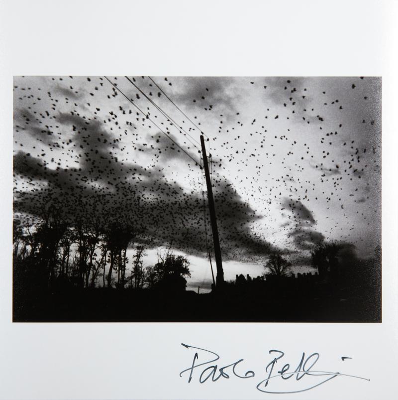 KOSOVO. Town of Pristina. 2000. Crows over the cemetery.
