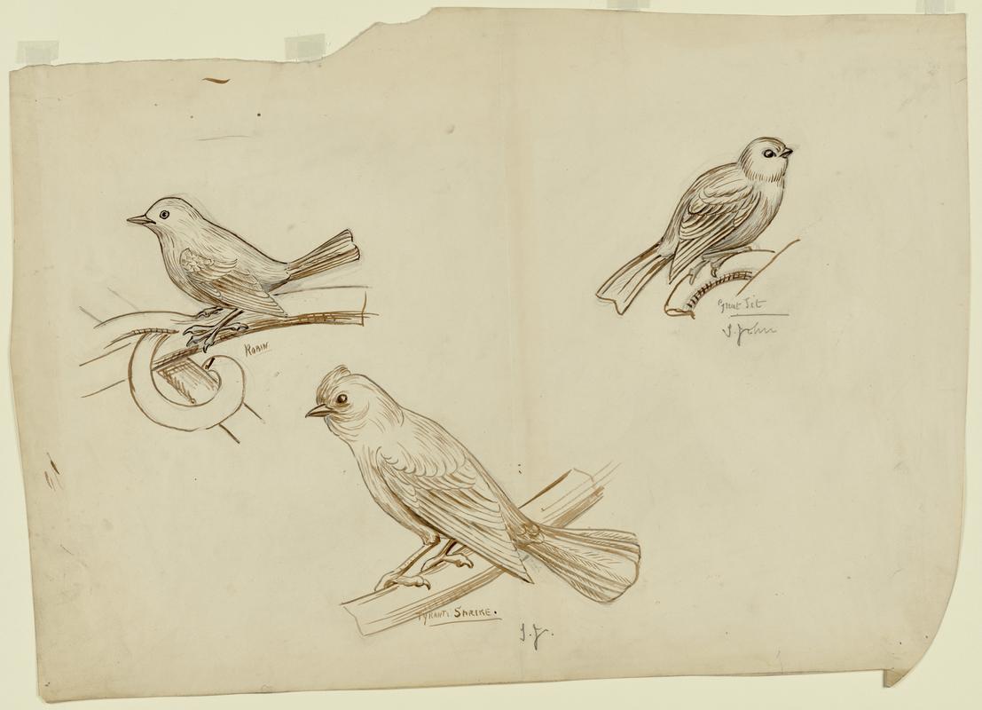 Bird Studies