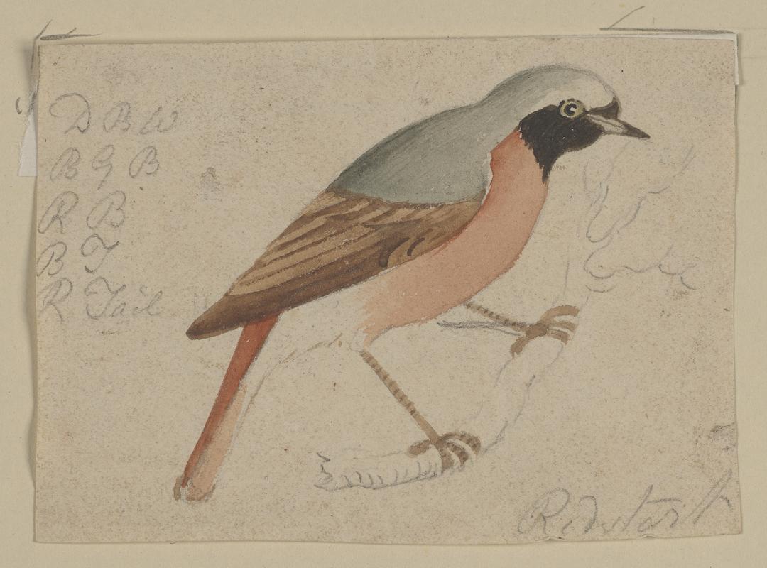Redstart