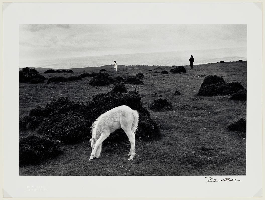 The Black Mountains, Wild Pony and Tourist