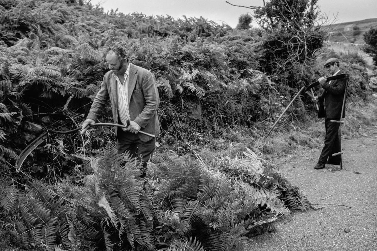 IRELAND. Killarney. Local hedges and verges are still cut by the traditional long-handled scythe. Still considered the most efficient method. 1984.