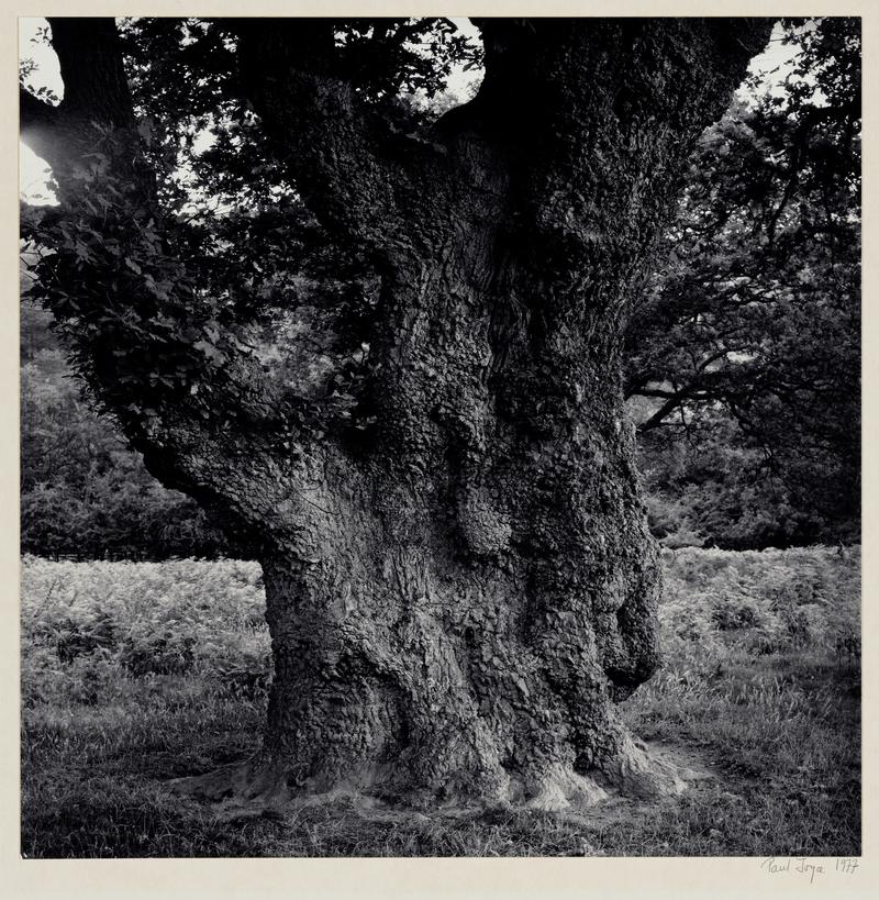 Tree, Elan Valley