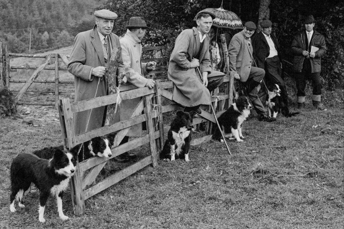 GB. WALES. Gwernogle. Sheepdog trials. Farmers and their dogs watch with great expertise. 1971.