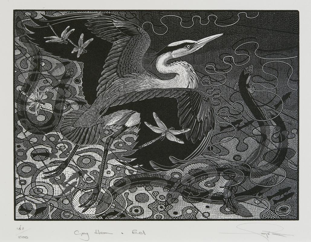 Grey heron and eel