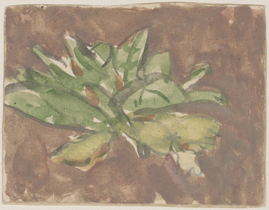 Primroses