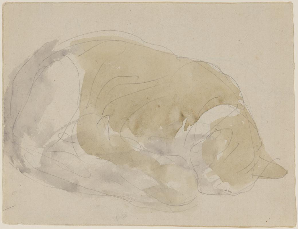 Cat studies