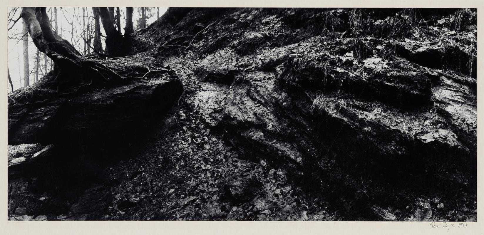 Tree, Rock, Leaves