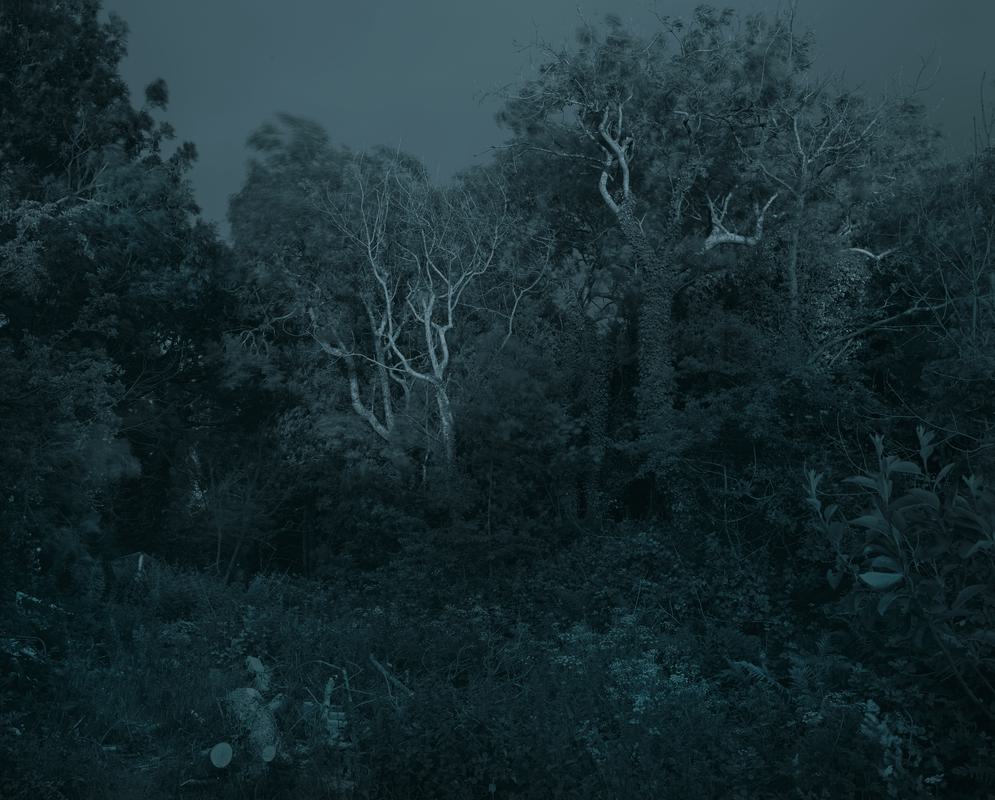 End of Ash, Ffynnonofi, Pembrokeshire, Wales, 2020 - Photographic Print - C-type print.