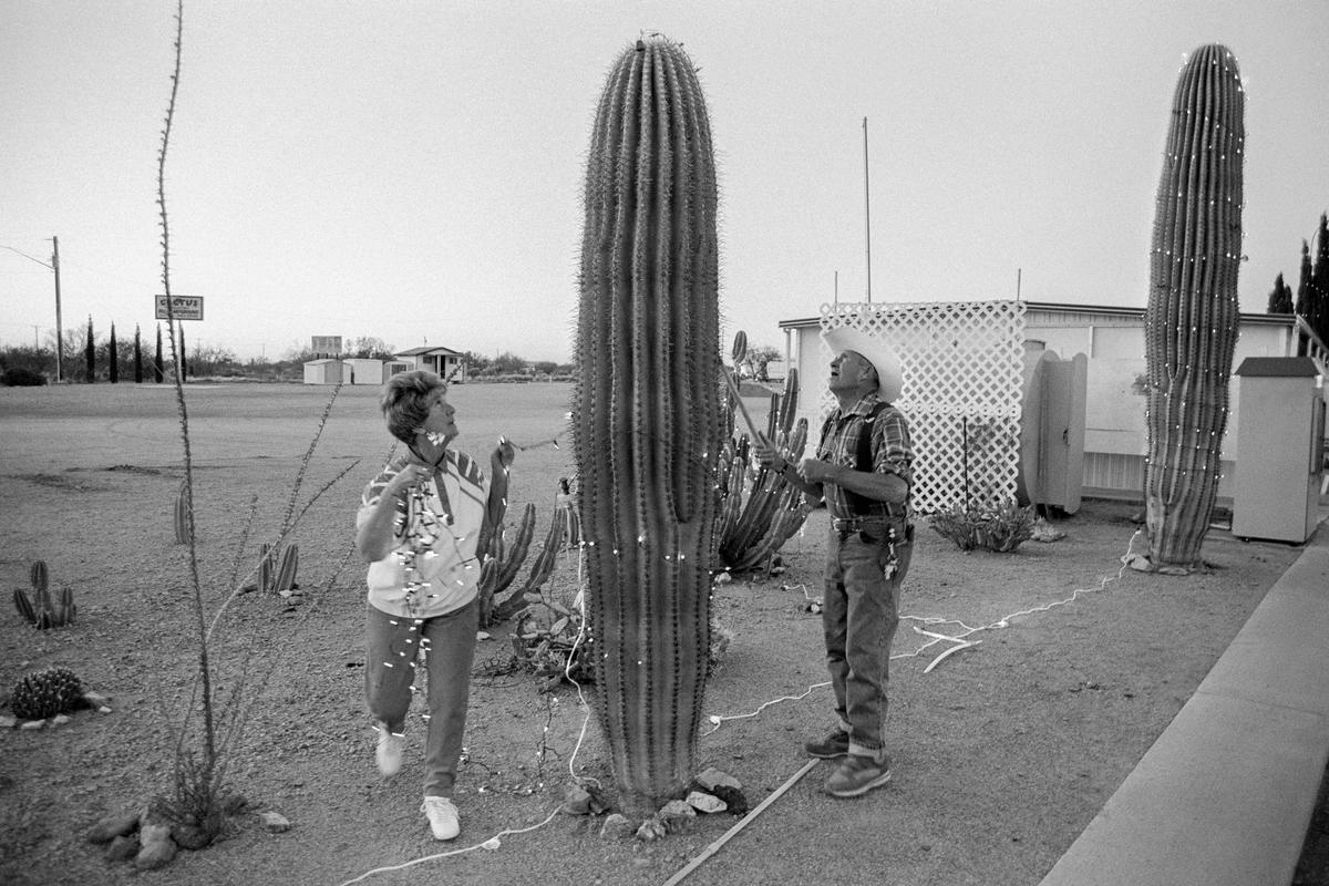 USA. ARIZONA. Inspiration. Cactus Country Park. Cactus as Christmas Tree. Putting up the lights. 1997.