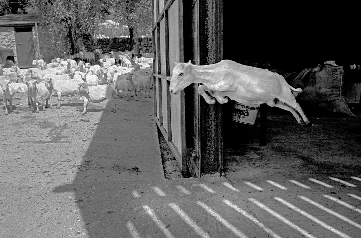 GB. WALES. Snowdonia. Sheep shearing. 1997.