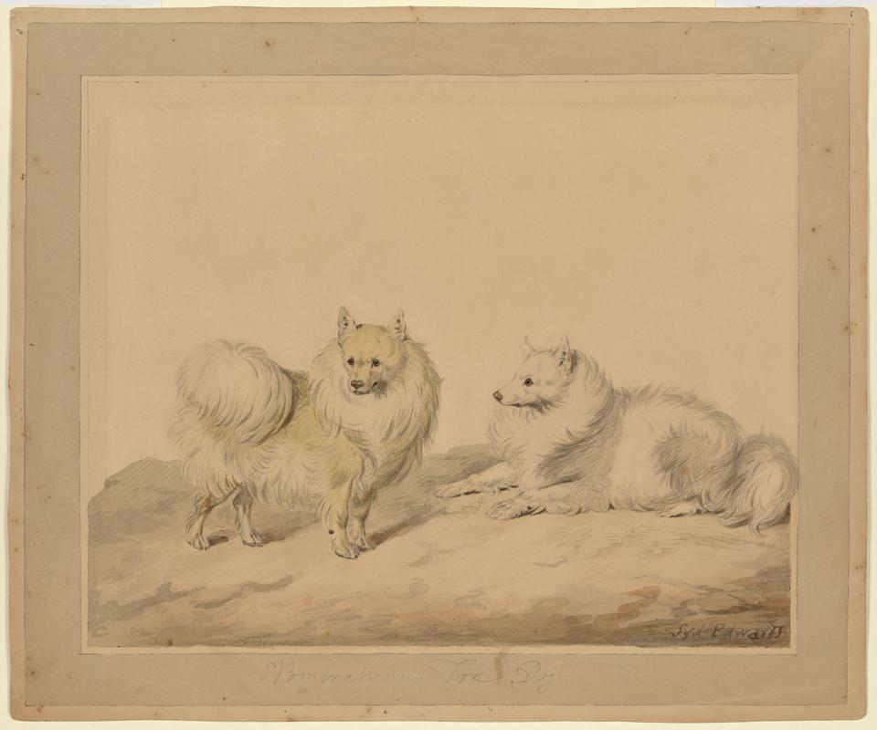 Pomeranians