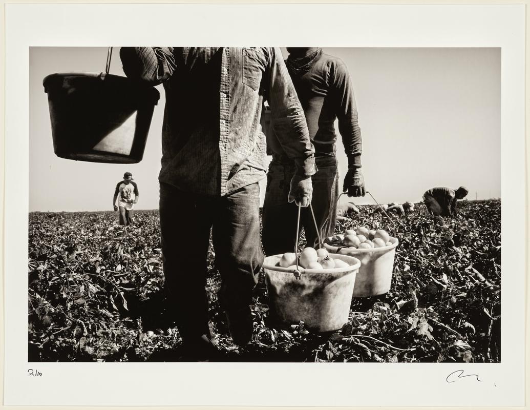 Tomato Harvert, Firebaugh, California